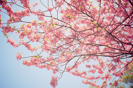 户外美丽的粉色樱花图片