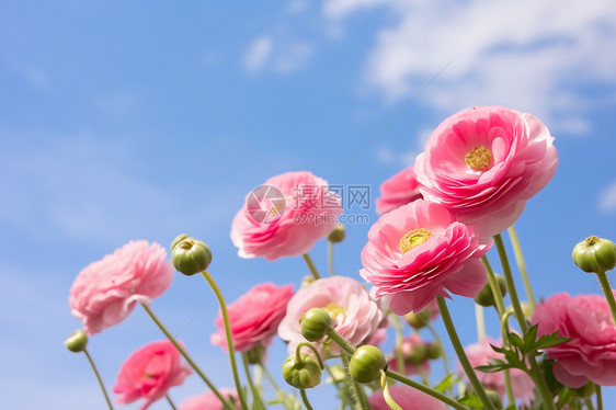 花园中美丽的花毛茛图片