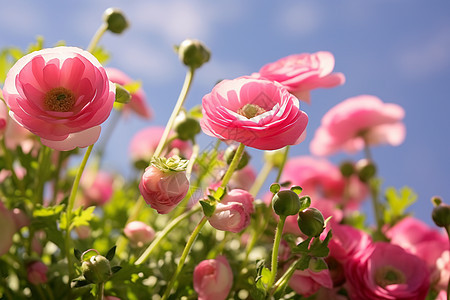 盛开的粉色花毛茛图片