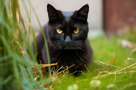 户外草地上的黑色猫咪图片