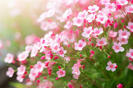夏天花园中盛开的美丽花朵背景图片
