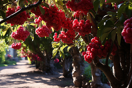 乡村种植的樱桃果园图片