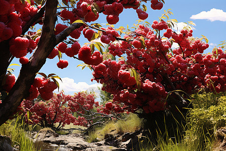 农业种植的樱桃果园图片