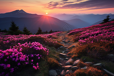 山脉与鲜花的绚丽相映图片