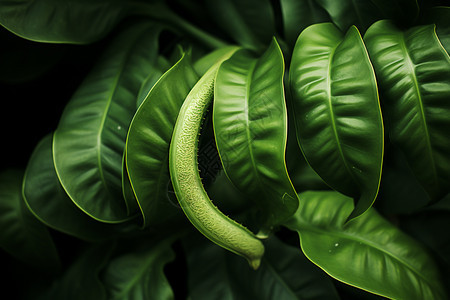 奇特的热带雨林植物背景图片
