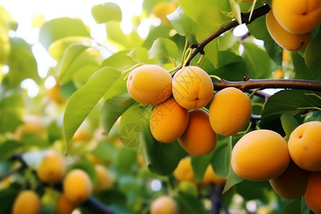 果园中成熟的杏图片