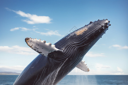 大海中捕食的座头鲸图片