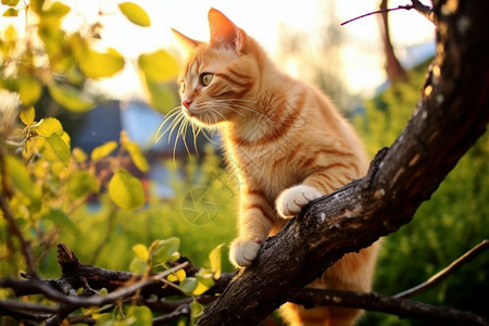 树枝上的家养宠物橘猫图片