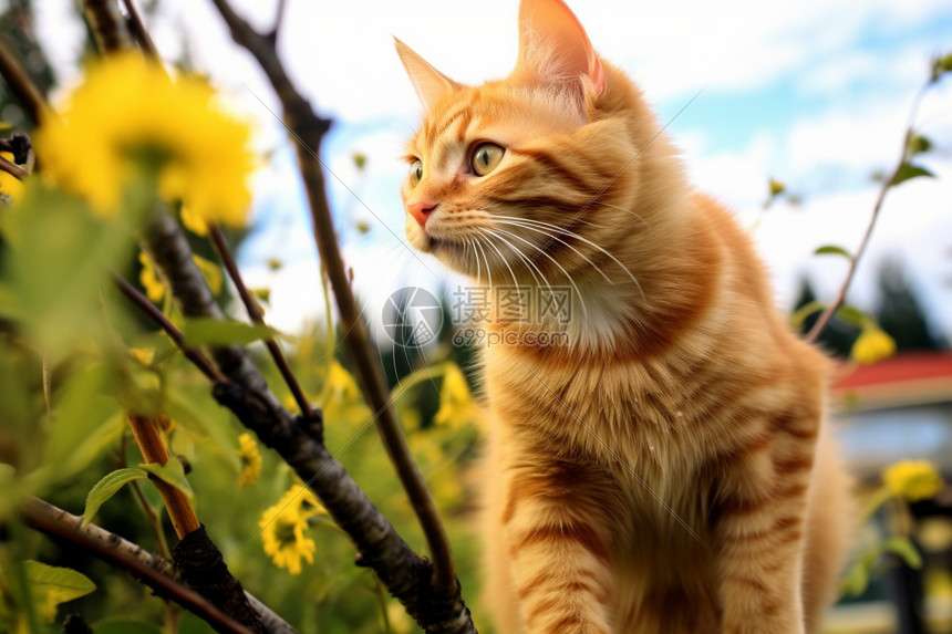 田野中机灵的小橘猫高清图片下载-正版图片600512401-摄图网