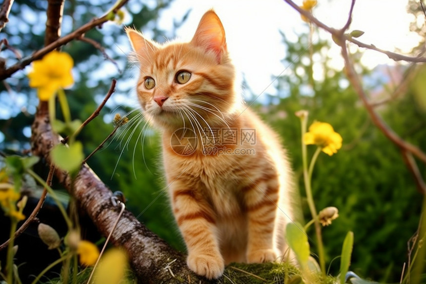 树枝上可爱的小橘猫高清图片下载-正版图片600512402-摄图网