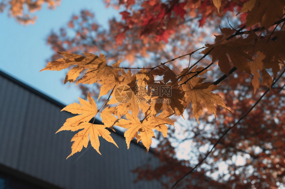 秋季户外公园的枫叶图片