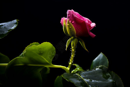 落满雨滴的玫瑰花图片