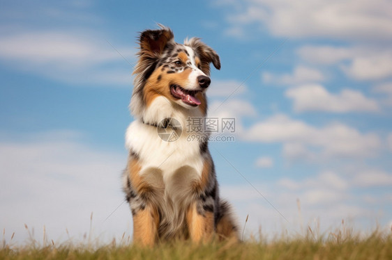 草地上玩耍的牧羊犬图片