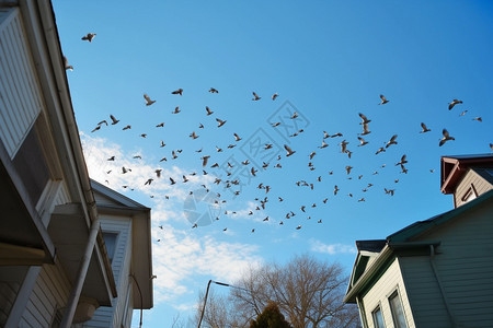 住宅区上空飞行的鸟群图片