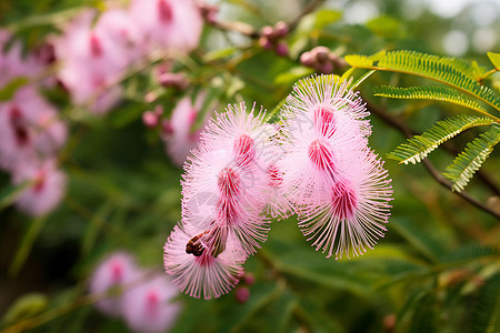 繁花似锦图片