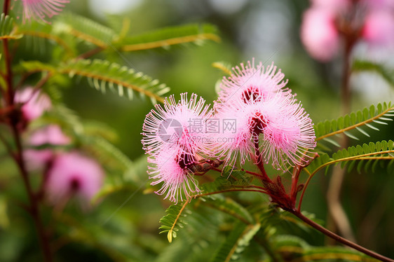 一团粉红植物在草坪上热情绽放图片