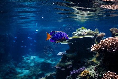 水族馆中的热带海洋世界图片