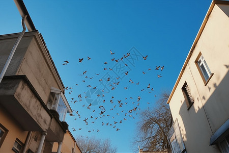 房屋上空飞行的鸟群背景图片