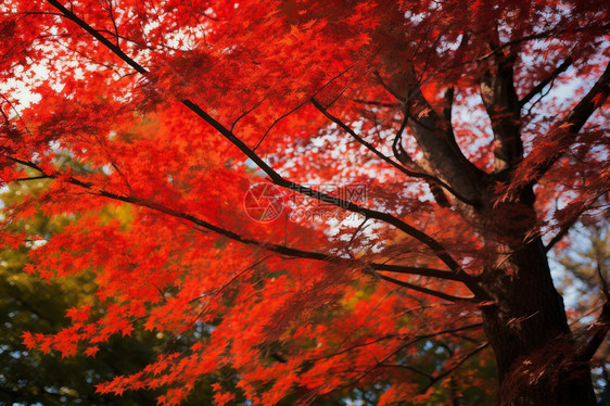 秋季户外美丽的枫树图片