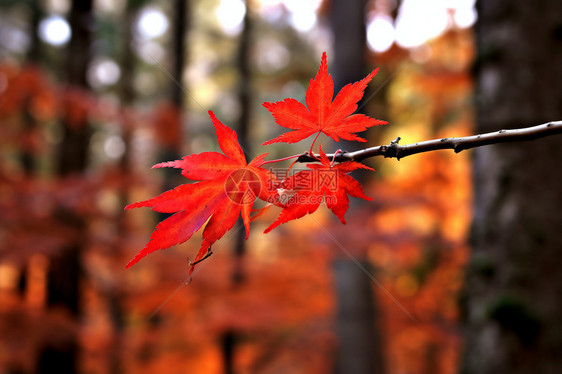 秋季树枝上的枫叶图片
