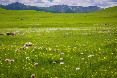 美丽的大草原夏季喀拉峻大草原的美丽景观背景