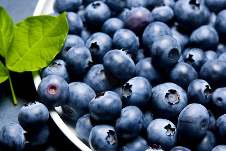 新鲜采摘的蓝莓图片