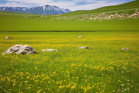 郁郁葱葱的喀拉峻大草原景观图片