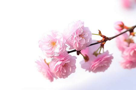 春天花园中盛开的樱花花朵图片
