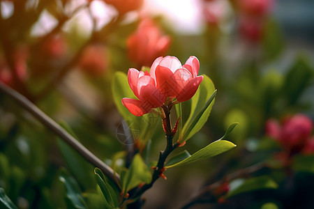 花园中盛开的美丽花朵图片