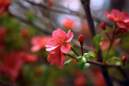 春天花园中盛开的美丽花朵图片