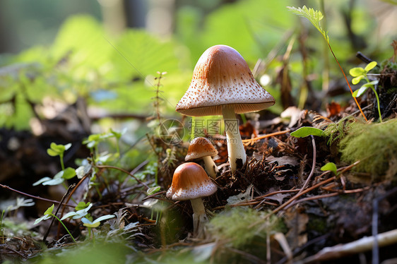 小蘑菇生长在绿草中图片
