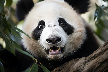 表情自然的熊猫图片