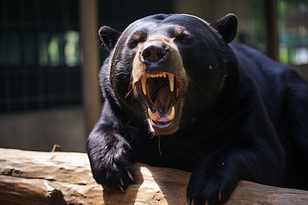 发狂的大黑熊背景图片