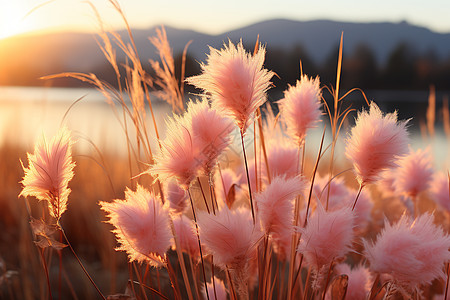 粉色的芦苇粉色的草高清图片