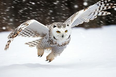 雪地中的猫头鹰图片