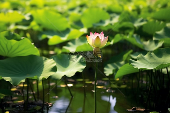 荷花花瓣图片