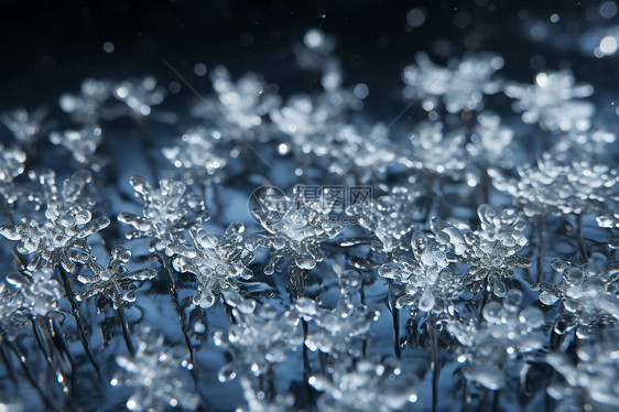 结冰的雪花图片