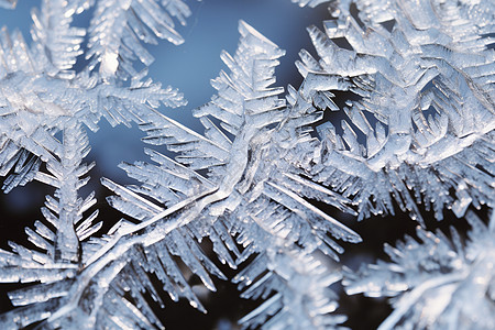 霜降柿子美丽雪花背景