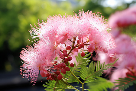 绿叶粉花图片