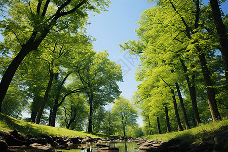 翠绿自然森林图片