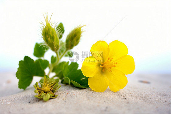 海滩上的黄色花朵图片