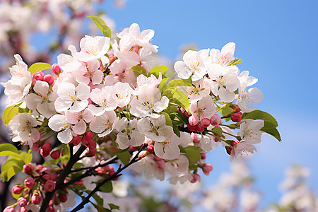 一株樱花花朵图片