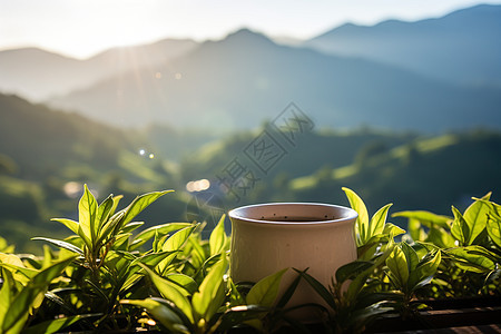 一杯茶水图片