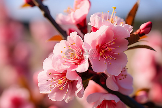 春天的粉色桃花图片