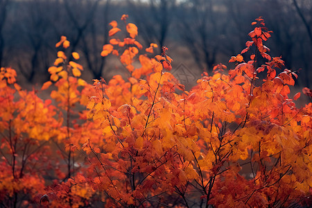 秋天森林中的枫树景观图片