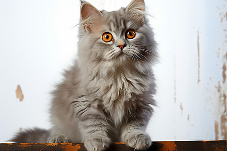可爱的灰色长毛猫图片