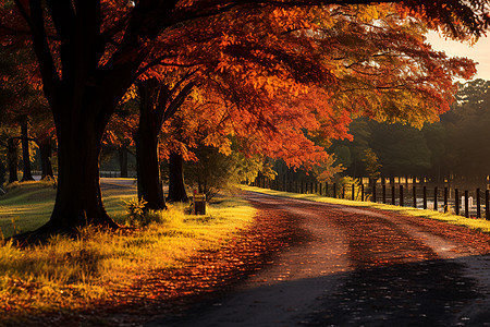 秋日黄昏的树阴图片