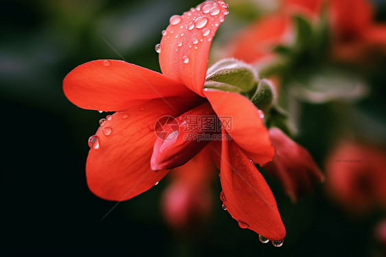 美丽的红色花朵图片