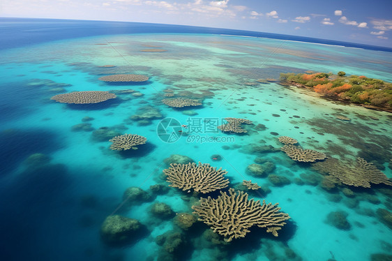 海洋里的珊瑚礁石图片