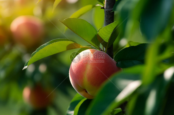 农业种植的水蜜桃果园图片
